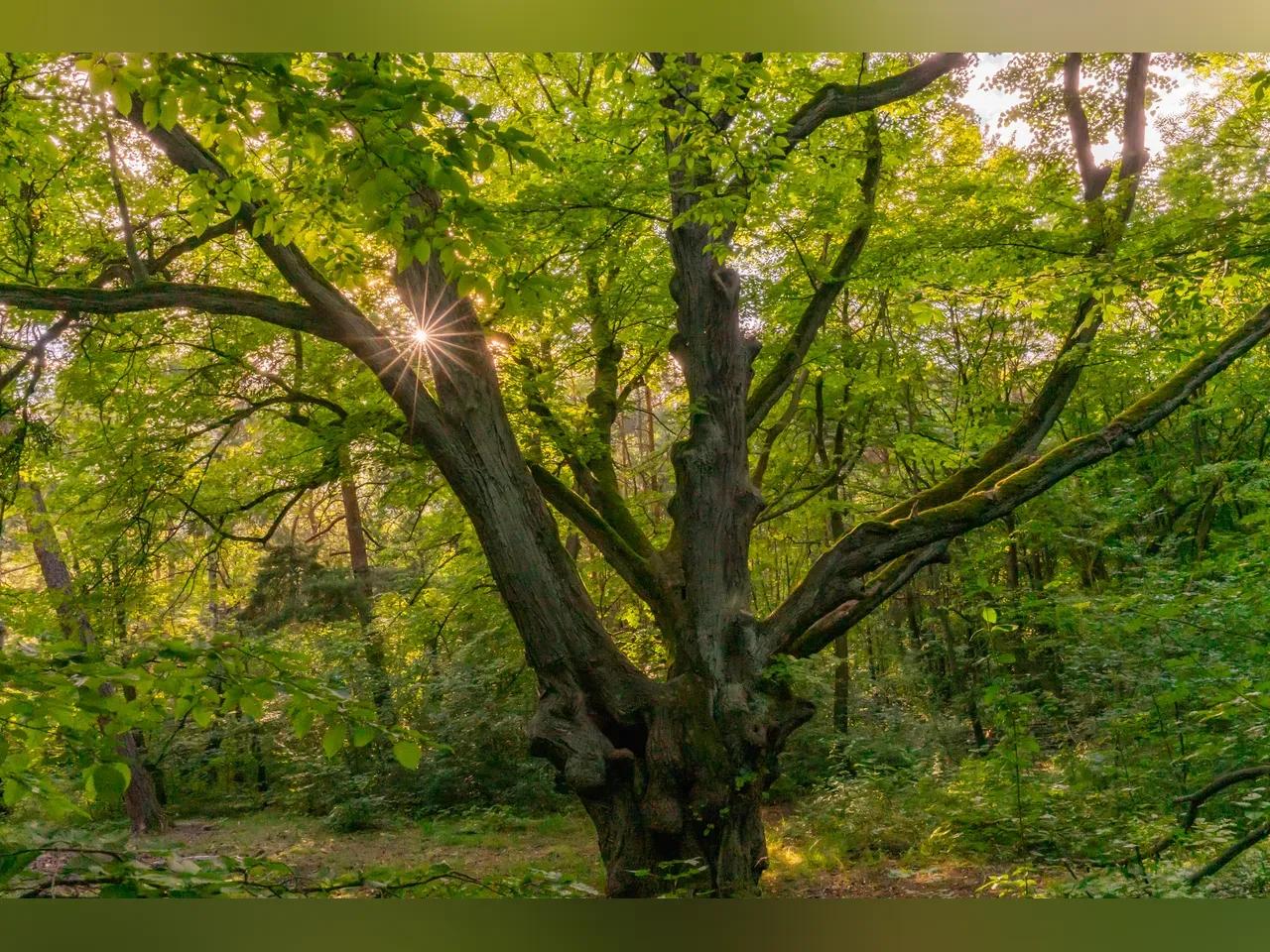 waldbaden_kohl-jpg