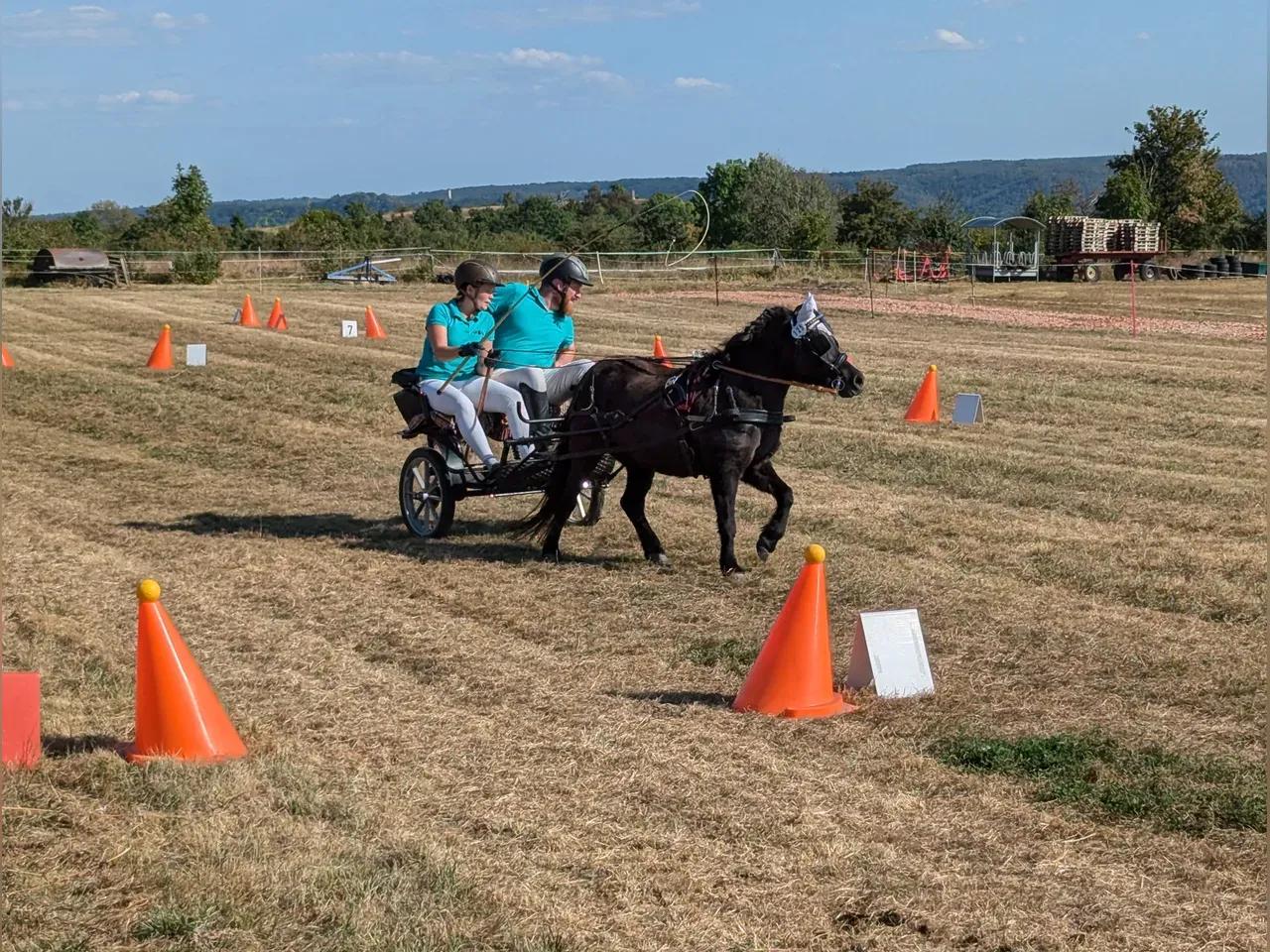 Pferd mit einem Wagen läuft über ein Feld