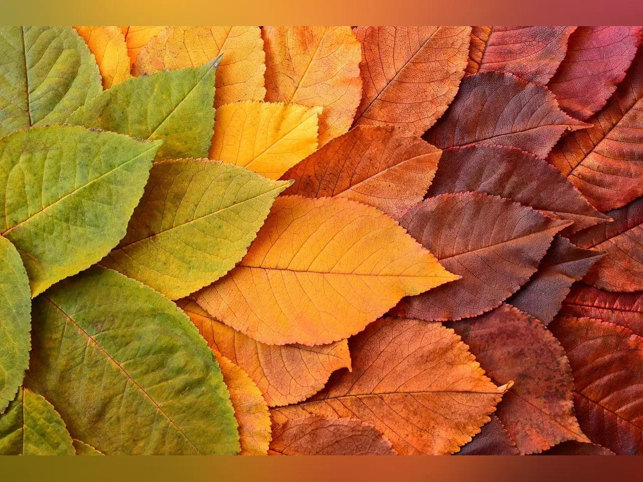 Herbstlaub in verschiedenen Farben