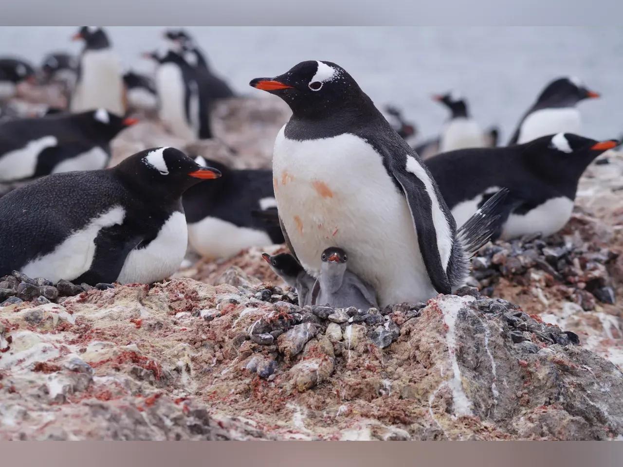 Pinguine