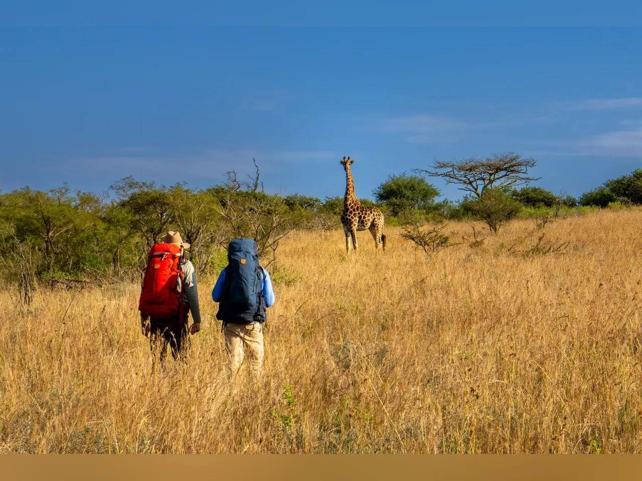 Zwei Wanderer gehen durch die Savanne in Südafrika, im Hintergrund ist eine Giraffe