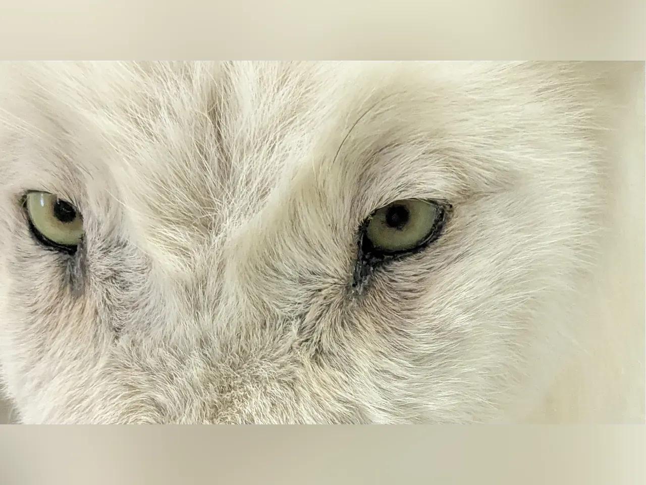 Detailaufnahme vom Gesicht eines weißen Wolfs