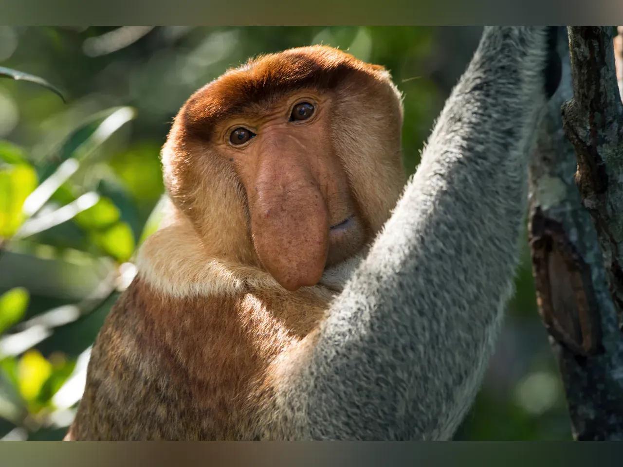 Affe an einem Baum
